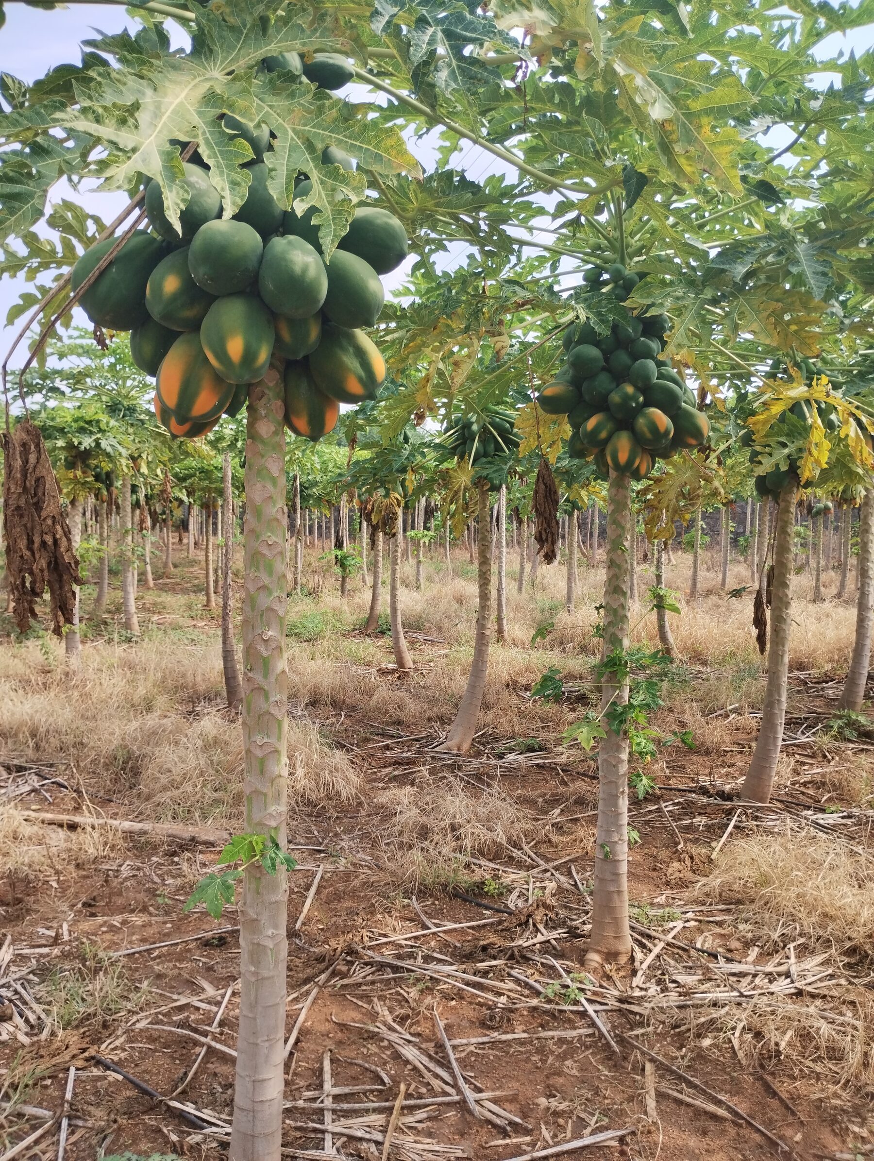 Papaya trees in fruit at a CropTwin-managed orchard